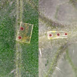 Silk fibroin microneedles on a tomato plant show color change from dark red (left) to red (right). This indicates rising pH levels in xylem tissues and drought stress in the plant.