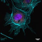 An example of an image taken in a single-molecule localization microscopy (SMLM) setup from the Department of Biotechnology & Biophysics at Julius-Maximilian-University of Würzburg; the three-color image is a BPAE cell with mitotracker (red), actin (cyan), and nucleus (DAPI; blue) staining (recording time: 4 s per channel, with 2048 &times; 2048 pixel image detail).