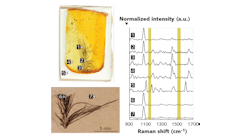FIGURE 1. Confocal measurements of fossil feathers embedded in epoxy and amber show keratin, but no carotenoid (yellow) contributions in their Raman spectra.1 The measurements were done with a BaySpec Nomadic confocal microscope (bottom) at 1064 nm, one of the microscope's three Raman excitation wavelengths (the other two are 532 and 785 nm).